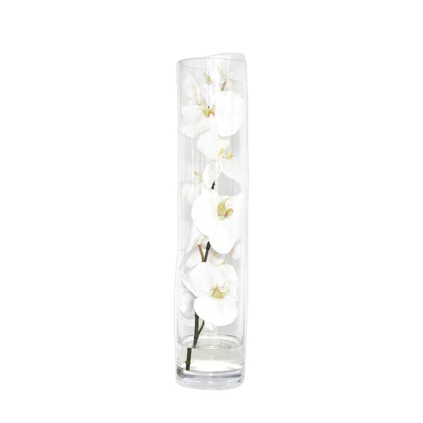 white phalaenopsis cylinder large
