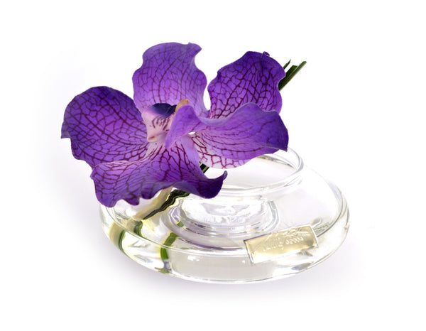 Bloom vase purple vanda