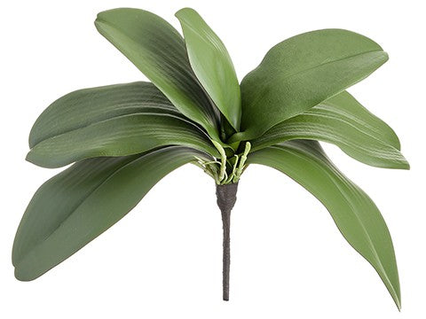 12" soft phalaenopsis leaf